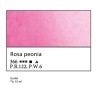 366 - White Nights Rosa peonia